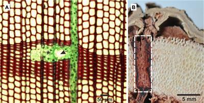 An arrangement of secretory cells involved in the formation and storage of resin in tracheid-based secondary xylem of arborescent plants